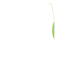 My First  Thanksgiving  Girl - Turkey with Bow - Machine Embroidery Design