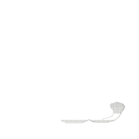 Cute Turtle Boy - Applique