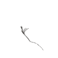 Pterodactyl Dinosaur Skeleton - Satin Stitch
