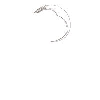 Princess Elena of Avalon - Fill Stitch Embroidery